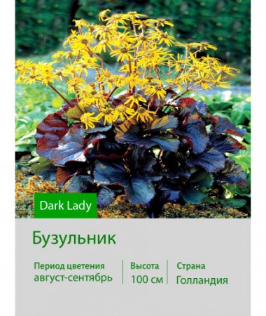 Бузульник Dark Lady