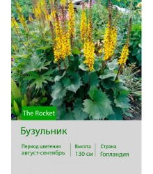 Бузульник The Rocket