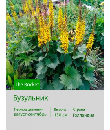 Бузульник The Rocket