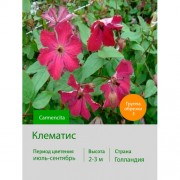 Клематис Carmencita