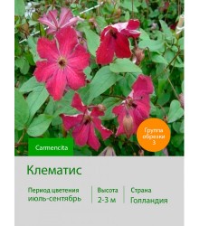Клематис Carmencita Клематис Carmencita