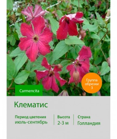 Клематис Carmencita