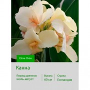 Канна Chou Chou