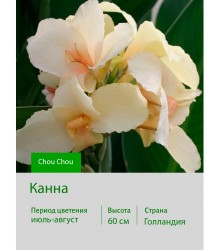 Канна Chou Chou Канна Chou Chou