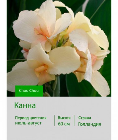 Канна Chou Chou