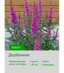 Дербенник Robert