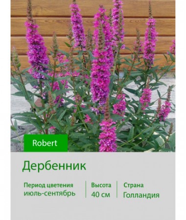 Дербенник Robert