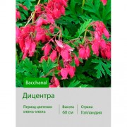 Дицентра Bacchanal