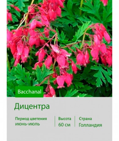 Дицентра Bacchanal