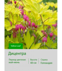 Дицентра Yellow Leaf Дицентра Yellow Leaf