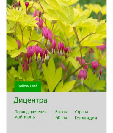 Дицентра Yellow Leaf