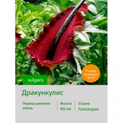 Дракункулис vulgaris