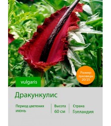 Дракункулис vulgaris