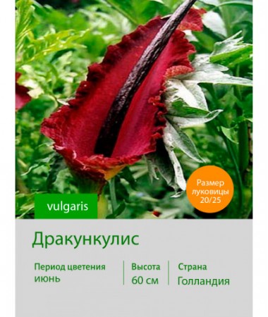 Дракункулис vulgaris