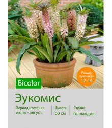 Эукомис Bicolor