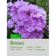 Флокс Caroline van den Berg