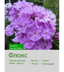 Флокс Caroline van den Berg