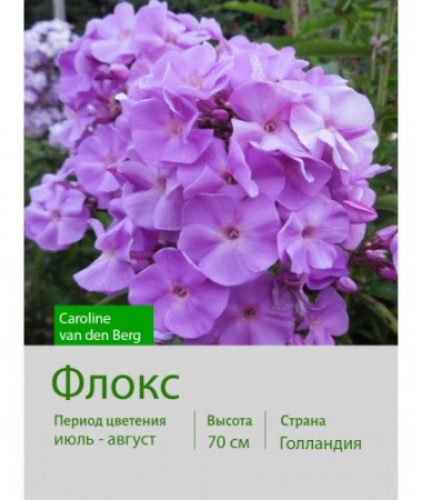 Флокс Caroline van den Berg