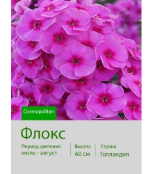 Флокс Cosmopolitan®