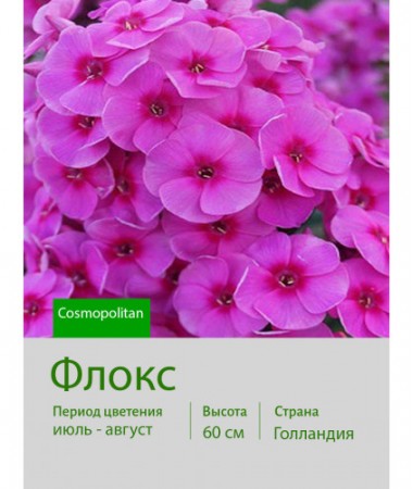 Флокс Cosmopolitan®