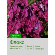 Флокс Dusterlohe selectie
