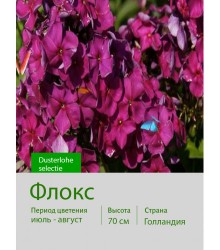 Флокс Dusterlohe selectie