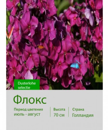 Флокс Dusterlohe selectie