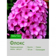 Флокс Baby Face Флокс Baby Face
