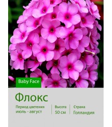 Флокс Baby Face