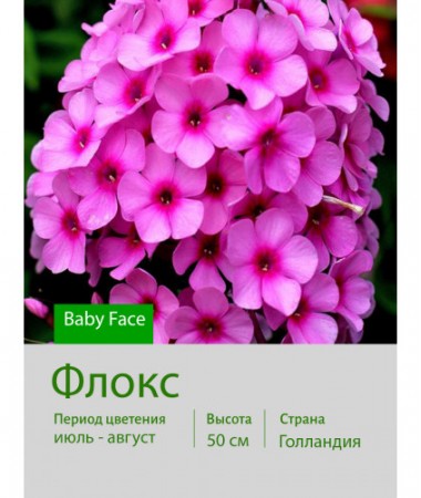 Флокс Baby Face