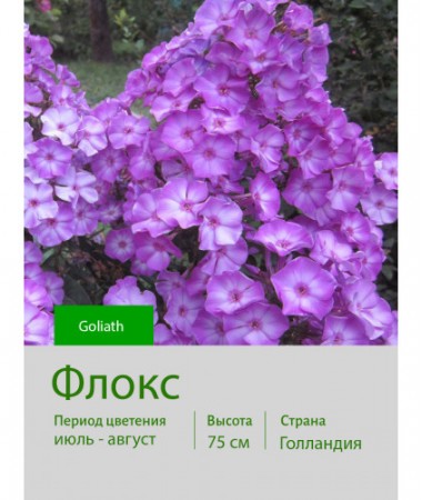 Флокс Goliath