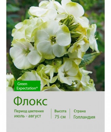 Флокс Green Expectation®