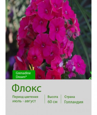 Флокс Grenadine Dream®