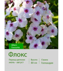 Флокс Mike's Favourite