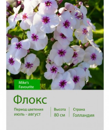 Флокс Mike's Favourite