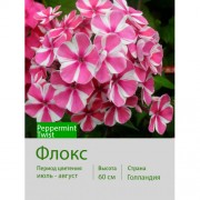 Флокс Peppermint Twist