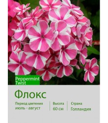 Флокс Peppermint Twist