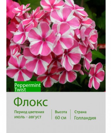 Флокс Peppermint Twist