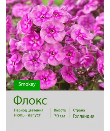 Флокс Smokey