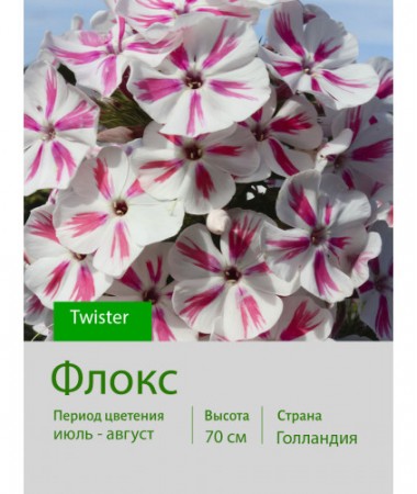 Флокс Twister