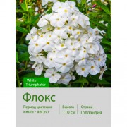 Флокс White Triumphator