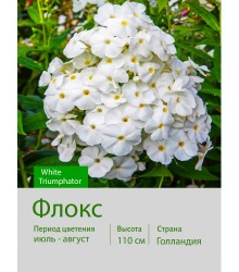 Флокс White Triumphator
