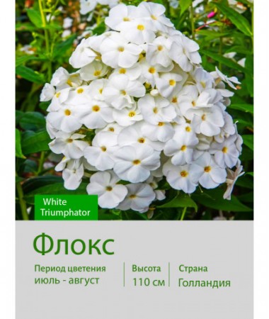 Флокс White Triumphator