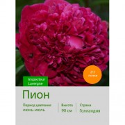 Пион Inspecteur Lavergne