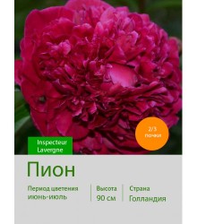 Пион Inspecteur Lavergne Пион Inspecteur Lavergne