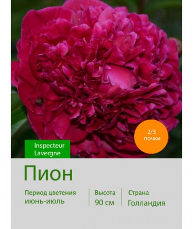 Пион Inspecteur Lavergne