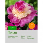 Пион Gay Paree Пион Gay Paree