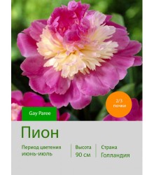 Пион Gay Paree Пион Gay Paree