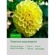 Георгина шаровидная Golden Torch