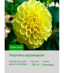 Георгина шаровидная Golden Torch Георгина шаровидная Golden Torch